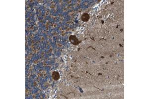 Immunohistochemical staining (Formalin-fixed paraffin-embedded sections) of human celebellum with TOMM70A polyclonal antibody  shows strong cytoplasmic positivity in Purkinje cells, cells in the granular and molecular layer. (TOM70 Antikörper  (AA 383-512))