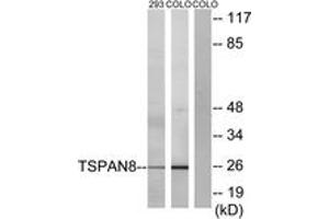 Western blot analysis of extracts from 293/COLO cells, using TSPAN8 Antibody.