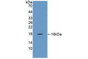 Detection of Recombinant PLA2G2A, Human using Polyclonal Antibody to Phospholipase A2, Group IIA (PLA2G2A) (PLA2G2A Antikörper  (AA 21-144))
