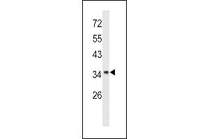 Western blot analysis of Annexin A1 antibody (Center) (ABIN390509 and ABIN2840863) in  cell line lysates (35 μg/lane). (Annexin a1 Antikörper  (AA 129-158))