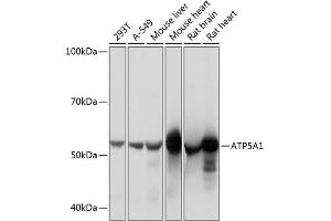 Western blot analysis of extracts of various cell lines, using  Rabbit mAb (1217) at 1:1000 dilution. (ATP5A1 Antikörper)