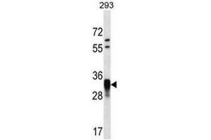 CCNO Antibody (N-term) western blot analysis in 293 cell line lysates (35µg/lane). (Cyclin O Antikörper  (N-Term))