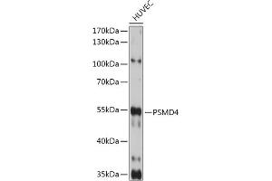 Western blot analysis of extracts of HUVEC cells, using PSMD4 antibody (ABIN3021329, ABIN3021330, ABIN3021331 and ABIN6214913) at 1:1000 dilution. (PSMD4/ASF Antikörper  (AA 1-377))