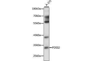 Western blot analysis of extracts of A-375 cells, using PDSS2 antibody (ABIN7269511) at 1:1000 dilution. (PDSS2 Antikörper  (AA 220-399))