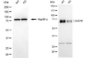 Western blotting analysis using SSX2IP antibody (ABIN7800977).