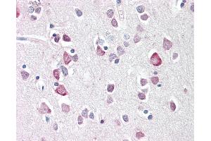 Anti-NEUROG2 / NGN2 / Neurogenin 2 antibody IHC staining of human brain, cortex. (Neurogenin 2 Antikörper  (C-Term))