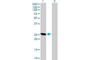 Western Blot analysis of YEATS4 expression in transfected 293T cell line by YEATS4 MaxPab polyclonal antibody. (GAS41 Antikörper  (AA 1-227))