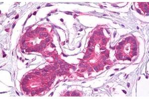 Anti-CD44 antibody IHC staining of human breast. (CD44 Antikörper)