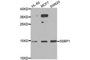 Western blot analysis of extracts of various cell lines, using SSBP1 antibody.
