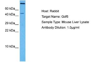 Host: Mouse Target Name: GDF5 Sample Tissue: Mouse Liver Antibody Dilution: 1ug/ml