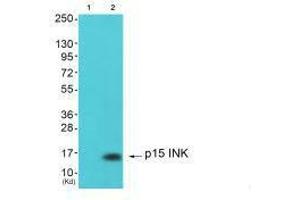 Western Blotting (WB) image for anti-Cyclin-Dependent Kinase Inhibitor 2B (p15, Inhibits CDK4) (CDKN2B) antibody (ABIN7182212)