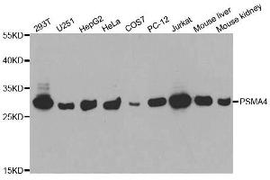 Western Blotting (WB) image for anti-Proteasome Subunit alpha 4 (PSMA4) (AA 1-261) antibody (ABIN3023325)