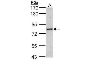 WB Image Sample (30 ug of whole cell lysate) A: Molt-4 , 7. (MTMR14 Antikörper)