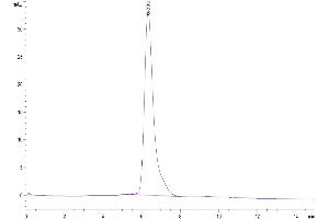 Size-exclusion chromatography-High Pressure Liquid Chromatography (SEC-HPLC) image for CD80 (CD80) (AA 35-242) protein (Fc Tag) (ABIN7273892)