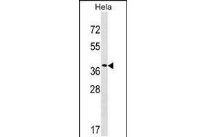 Western blot analysis in Hela cell line lysates (35ug/lane). (VPS37C Antikörper  (AA 142-169))