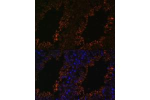 Immunofluorescence analysis of mouse testis using TPD52L3 antibody (ABIN7271078) at dilution of 1:100.