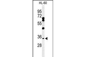 Western blot analysis of BHLHB5 Antibody (Center) (ABIN650975 and ABIN2840018) in HL-60 cell line lysates (35 μg/lane). (BHLHE22 Antikörper  (AA 236-264))