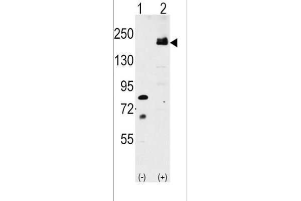 LRP6 Antikörper  (C-Term)