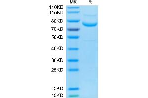 Biotinylated Human LRRC15 on Tris-Bis PAGE under reduced condition.