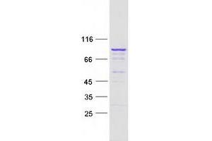 Validation with Western Blot (LRRC43 Protein (Transcript Variant 1) (Myc-DYKDDDDK Tag))