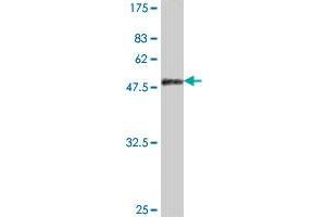 Western Blotting (WB) image for anti-Proteasome (Prosome, Macropain) Subunit, beta Type, 9 (Large Multifunctional Peptidase 2) (PSMB9) (AA 1-219) antibody (ABIN562484)