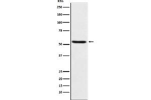Western blot analysis of TEAD1 expression in HeLa cell lysate. (Rekombinanter TEAD1 Antikörper)