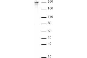 RNA Pol II CTD phospho Ser2 pAb tested by Western blot. (Rpb1 CTD Antikörper  (pSer2, Ser2))