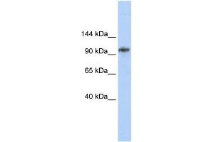 WB Suggested Anti-BBX Antibody Titration: 0. (BBX Antikörper  (Middle Region))
