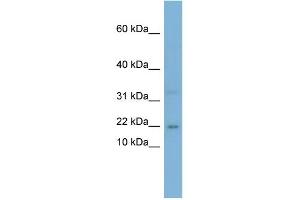 WB Suggested Anti-CEBPG Antibody Titration:  0. (CEBPG Antikörper  (Middle Region))