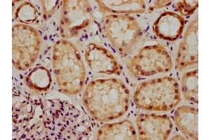 IHC image of ABIN7154372 diluted at 1:300 and staining in paraffin-embedded human kidney tissue performed on a Leica BondTM system. (GRHL1 Antikörper  (AA 1-95))