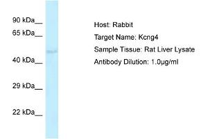 Host: Rabbit Target Name: Kcng4 Sample Type: Rat Liver lysates Antibody Dilution: 1.