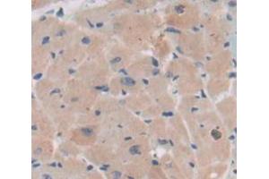 Used in DAB staining on fromalin fixed paraffin- embedded Kidney tissue (BMX Antikörper  (AA 209-446))