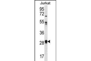 OR11L1 Antibody (C-term) (ABIN656446 and ABIN2845731) western blot analysis in Jurkat cell line lysates (35 μg/lane). (OR11L1 Antikörper  (C-Term))