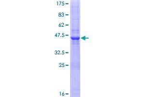 Image no. 1 for CD160 (CD160) (AA 1-181) protein (GST tag) (ABIN1348534)