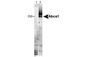 Western blot analysis of Abca1 in wild type liver tissue (in RIPA) using Abca1 monoclonal antibody, clone HJ1 . (ABCA1 Antikörper  (N-Term))