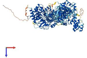PHKB Protein (AA 1-1085) (His tag)