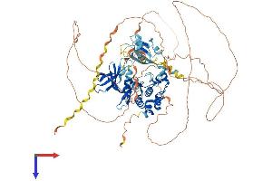 DCLK3 Protein (AA 1-790) (His tag)