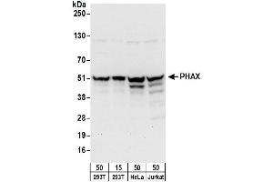 anti-phosphorylated Adaptor For RNA Export (PHAX) (AA 344-394) antibody