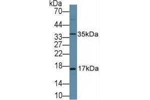 Western Blotting (WB) image for Antigen Identified By Monoclonal Antibody Ki-67 (MKI67) ELISA Kit (ABIN6720578)