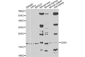 Western blot analysis of extracts of various cell lines, using CD59 antibody. (CD59 Antikörper)