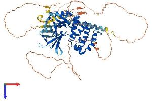 FRMD6 Protein (AA 1-622) (His tag)