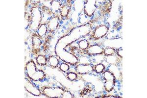 Immunohistochemistry of paraffin-embedded Mouse kidney using FGF2 Rabbit pAb (ABIN3020744, ABIN3020745, ABIN3020746 and ABIN6213702) at dilution of 1:100 (40x lens). (FGF2 Antikörper  (AA 143-288))