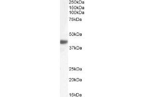 ABIN570946 (0. (FBXO32 Antikörper  (Internal Region))