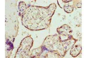 Immunohistochemistry of paraffin-embedded human placenta tissue using ABIN7146563 at dilution of 1:100 (Calreticulin Antikörper  (AA 18-415))