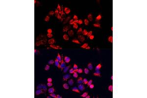 Immunofluorescence analysis of HeLa cells using NFE2L1 antibody (ABIN7268969) at dilution of 1:100.