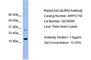 WB Suggested Anti-GLRX2  Antibody Titration: 0. (Glutaredoxin 2 Antikörper  (Middle Region))
