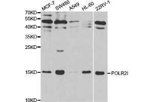 Western blot analysis of extracts of various cell lines, using POLR2I antibody. (POLR2I Antikörper)