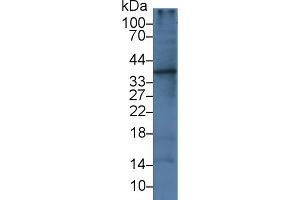 Western blot analysis of Rat Liver lysate, using Human IL1a Antibody (3 µg/ml) and HRP-conjugated Goat Anti-Mouse antibody ( (IL1A Antikörper  (AA 113-271))