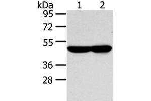 Western blot analysis of TM4 and NIH/3T3 cell using WSB1 Polyclonal Antibody at dilution of 1:350 (WSB1 Antikörper)