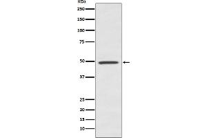 Western blot analysis of BMP7 expression in human fetal kidney lysate.